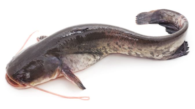 ikan-lele-kini-bisa-diasuransikan:-solusi-gagal-panen