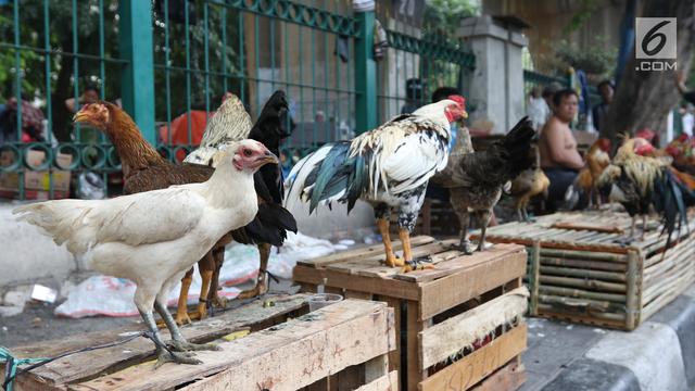 budidaya-ayam-kampung:-7-cara-modal-minim,-untung-besar!