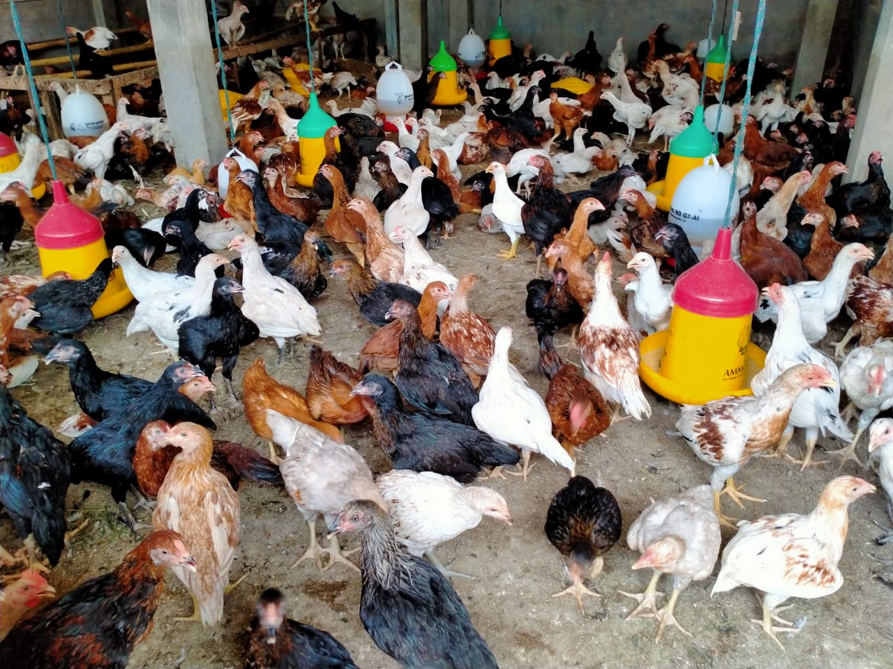 Budidaya Ayam Kampung: 7 Cara Modal Minim, Untung Besar!