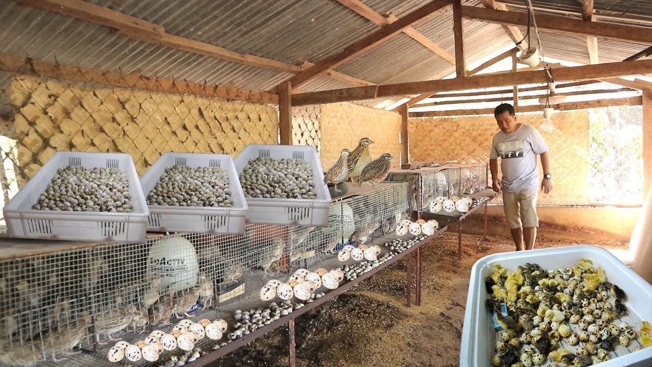 Cara Berternak Burung Puyuh untuk Hasil Panen Optimal