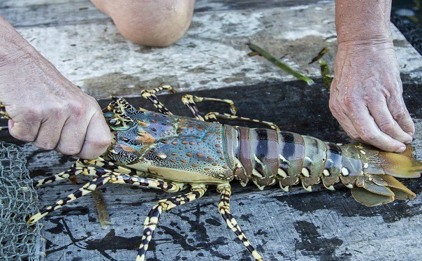 cara-dan-langkah-budidaya-lobster-untuk-pemula