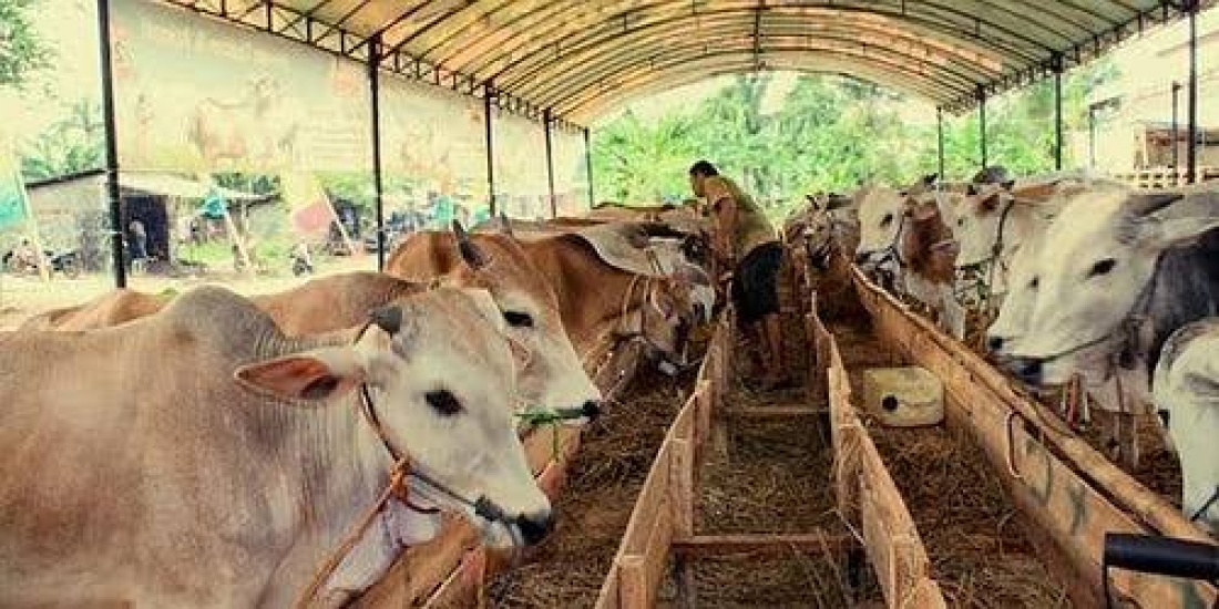 Asuransi Kecil untuk Petani/Peternak Kecil