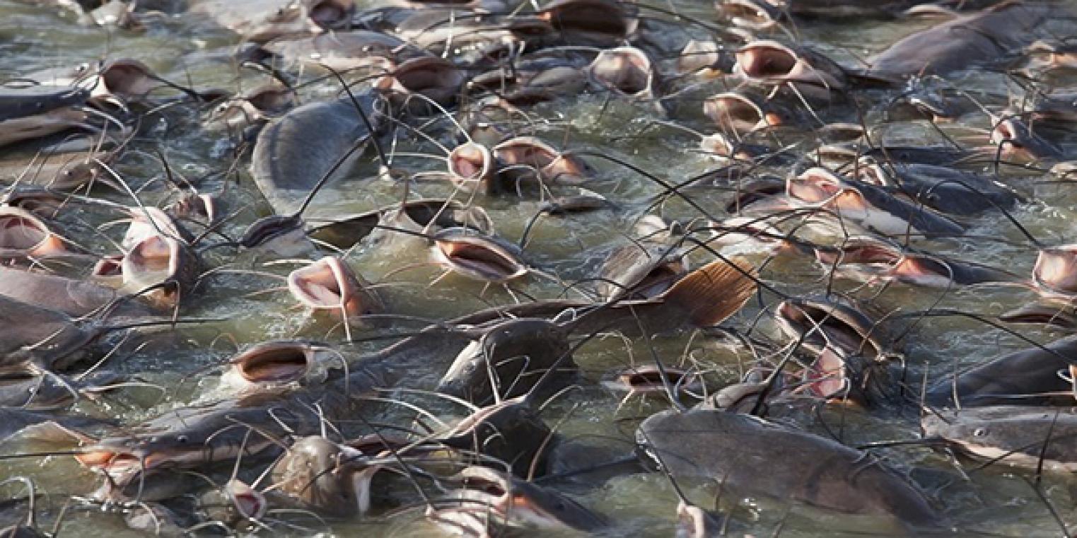 Ikan Lele Kini Bisa Diasuransikan: Solusi Gagal Panen