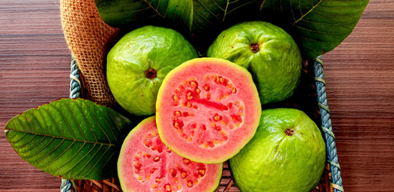 manfaat-jambu-biji-bagi-kesehatan-tubuh