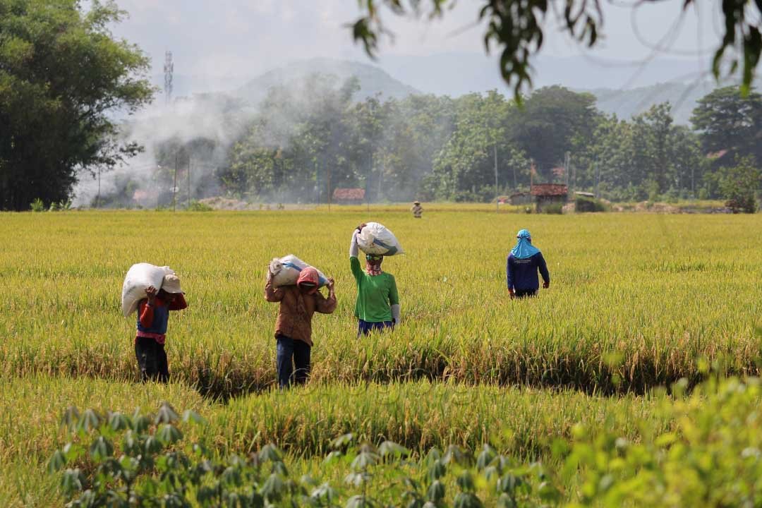 Manfaat dan Keuntungan Asuransi Pertanian