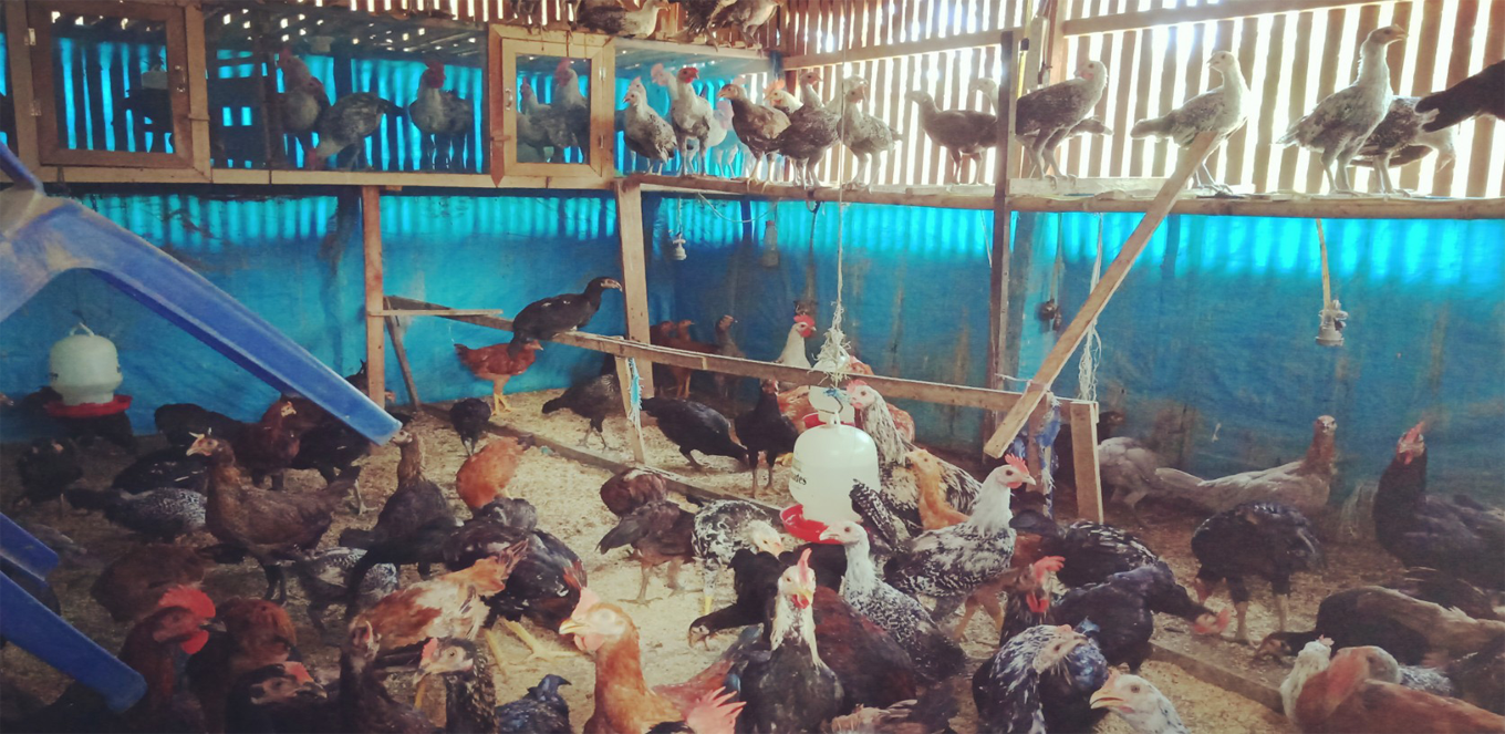 Tips Mudah Beternak Ayam Kampung