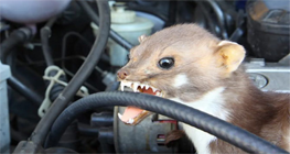 tips-lindungi-mobil-dari-tikus