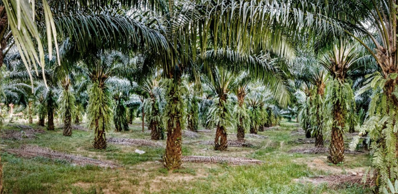 Asuransi Perkebunan Kelapa Sawit