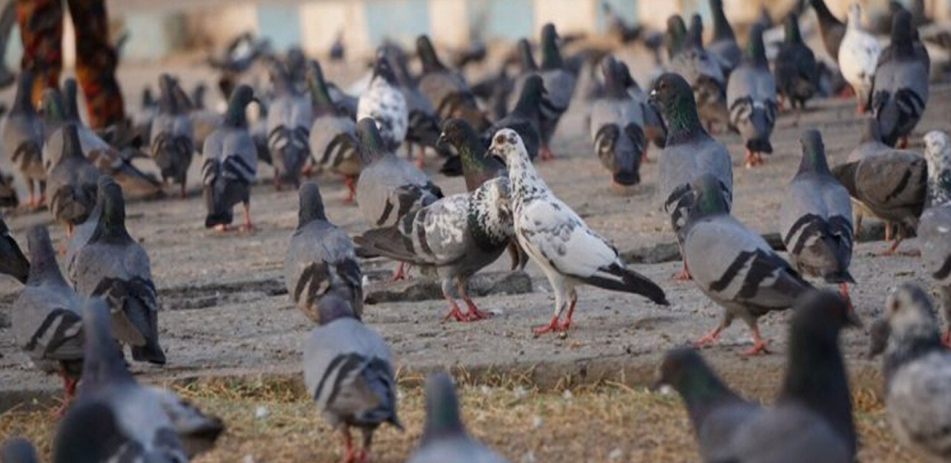 Cara Ternak Burung Dara 