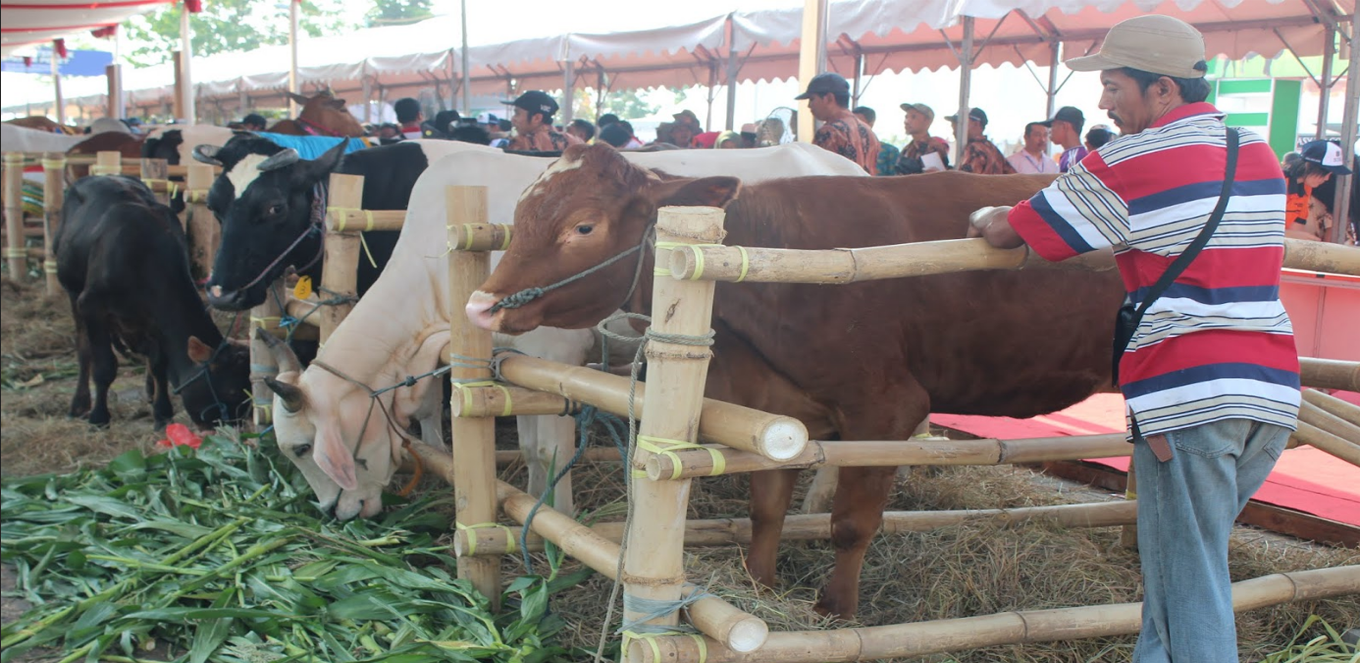 Kenali Cara Kerja Asuransi Peternakan