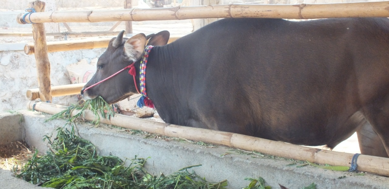 Penggemukan Sapi Ternak Yang Di Asuransi