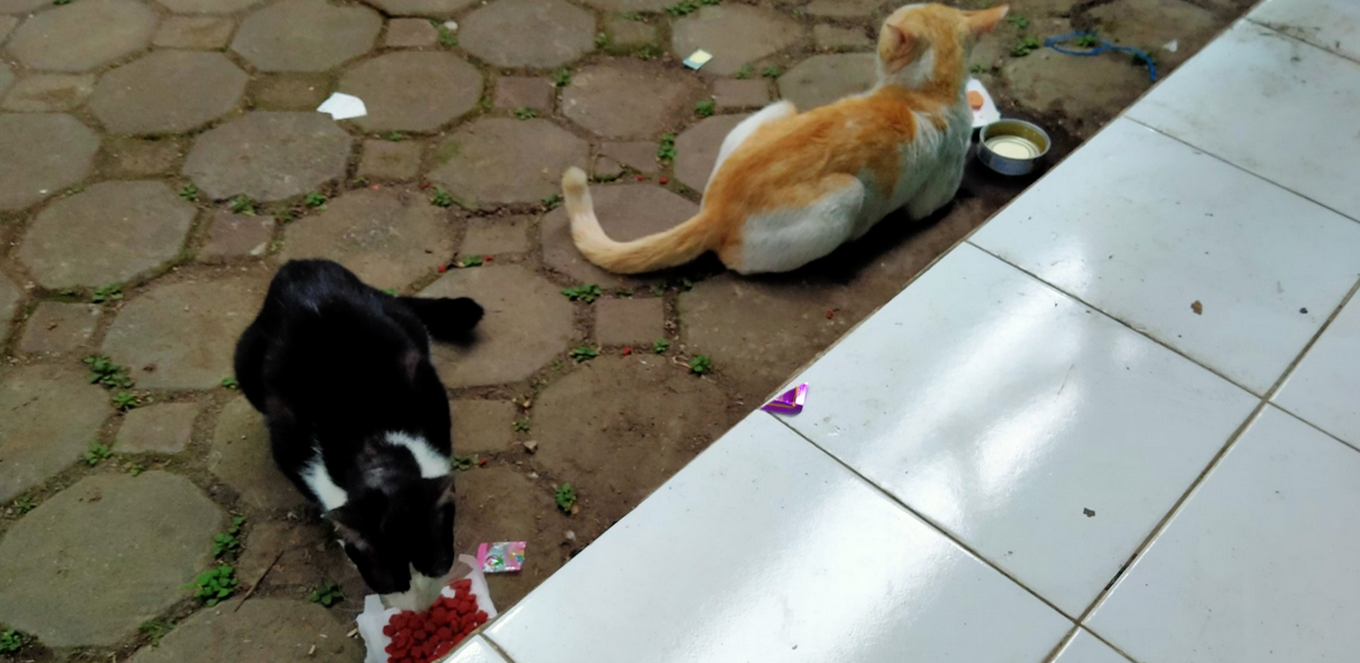 Tips Mengusir Kucing Nakal dari Halaman Rumah