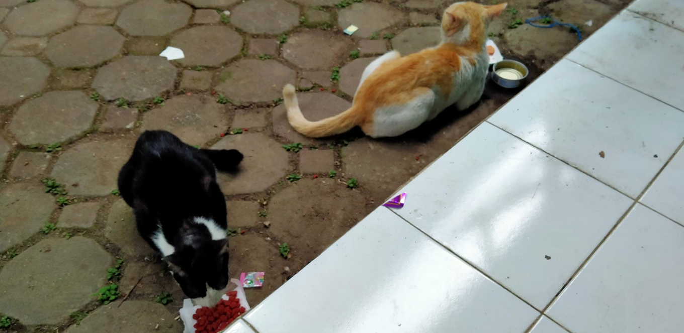 Rumahmu di Satroni Kucing Nakal ? Jangan Sakiti, Usir Dengan Cara Ini