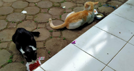 tips-mengusir-kucing-nakal-dari-halaman-rumah