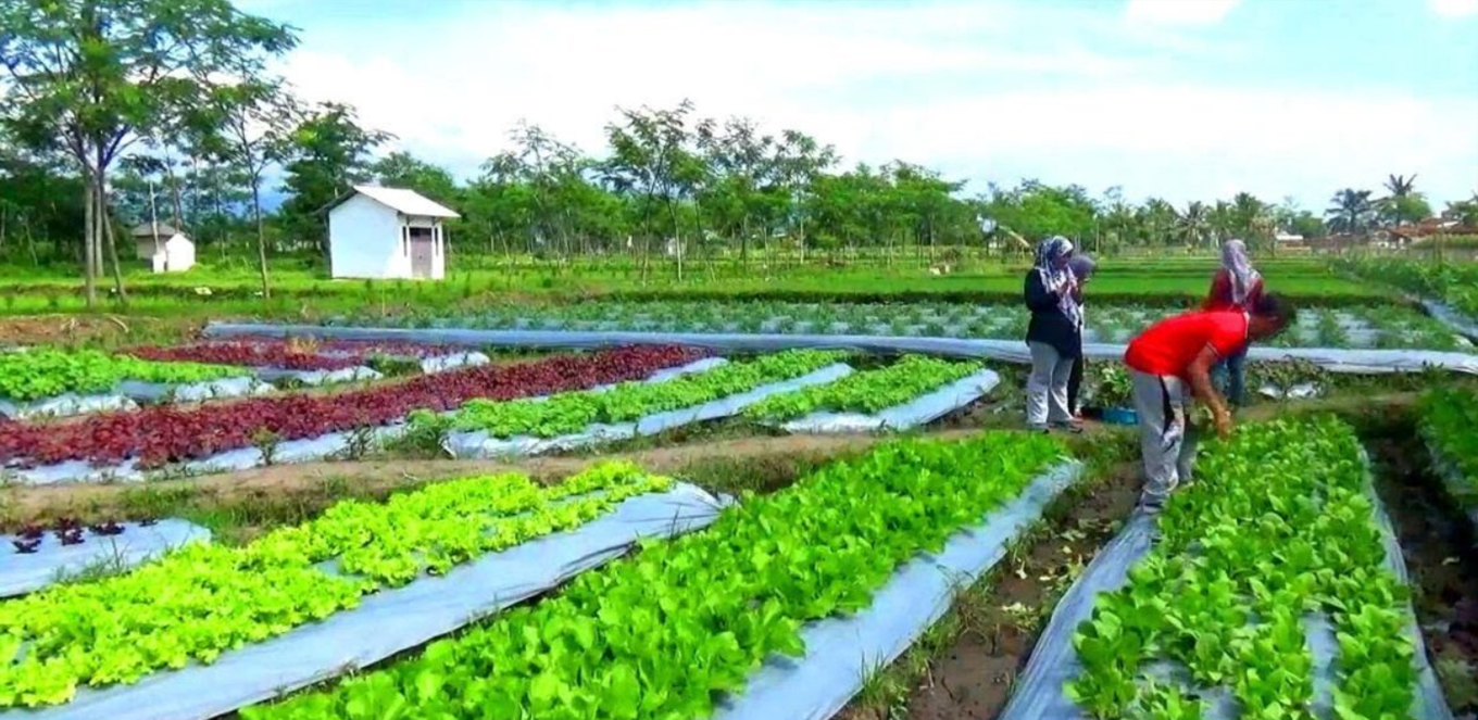 Jenis Usaha Perkebunan Yang Menguntungkan