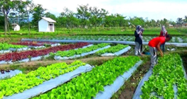 jenis-usaha-perkebunan-yang-menguntungkan