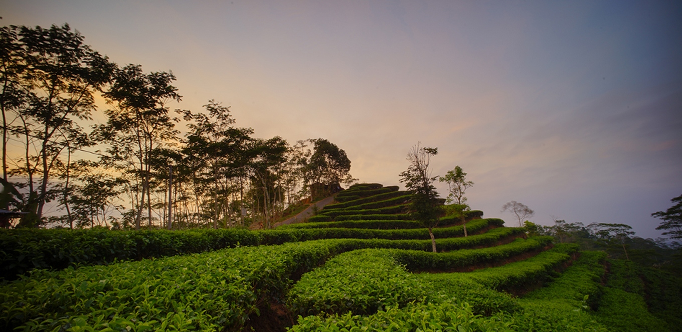 Burn Out ? Coba Wisata Kebun Teh Terdekat