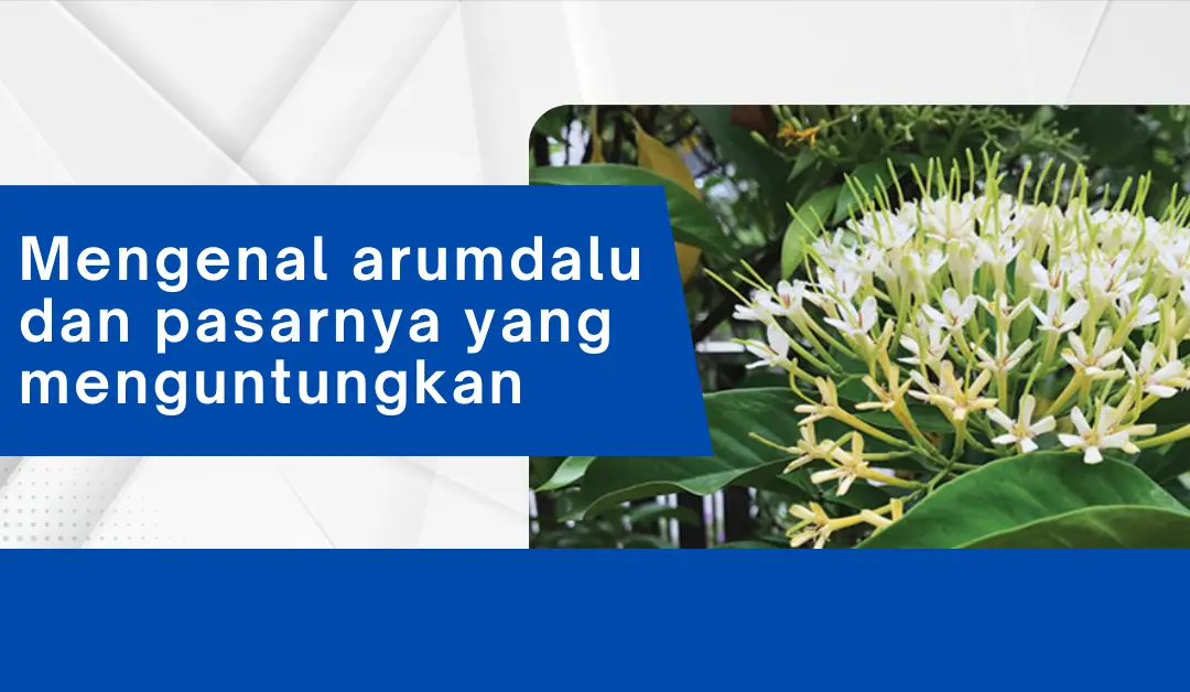 Mengenal arumdalu dan pasarnya yang menguntungkan