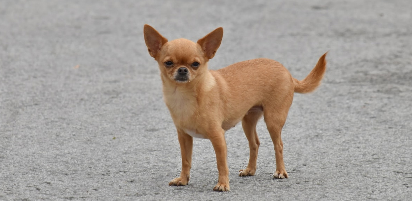 Hidup Bersama Chihuahua