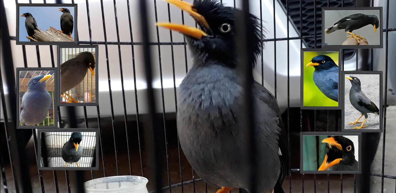 860 Gambar Burung Jalak Kebo HD Terbaik