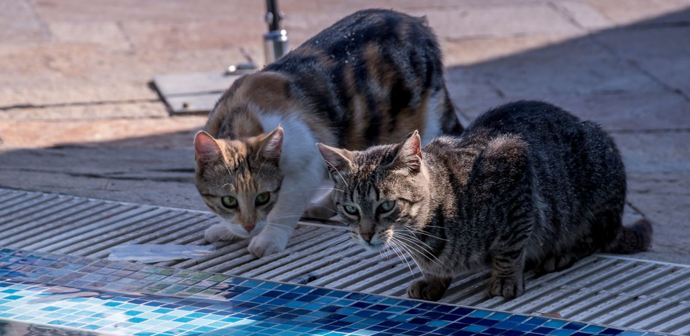 Kucing, Pelindung Rumah Sejak Mesir Kuno