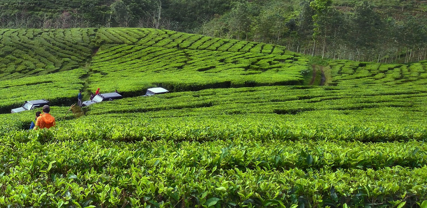 Wisata Kebun Teh Wonosari Yang Memanjakan Mata