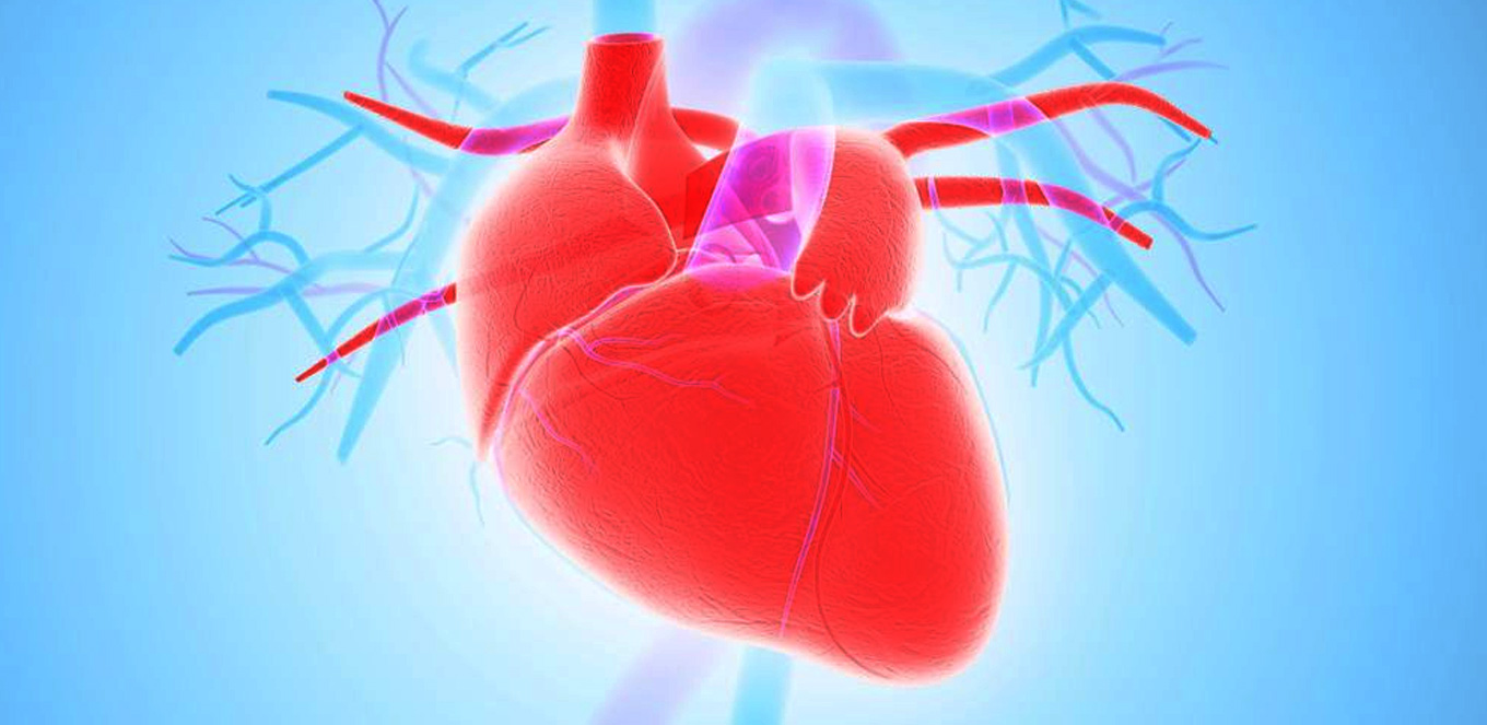 Antara bilik dari jantung terdapat katup dan fungsi serambi jantung di apakah jantung katup Jantung Manusia: