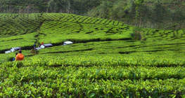 wisata-kebun-teh-wonosari-yang-memanjakan-mata