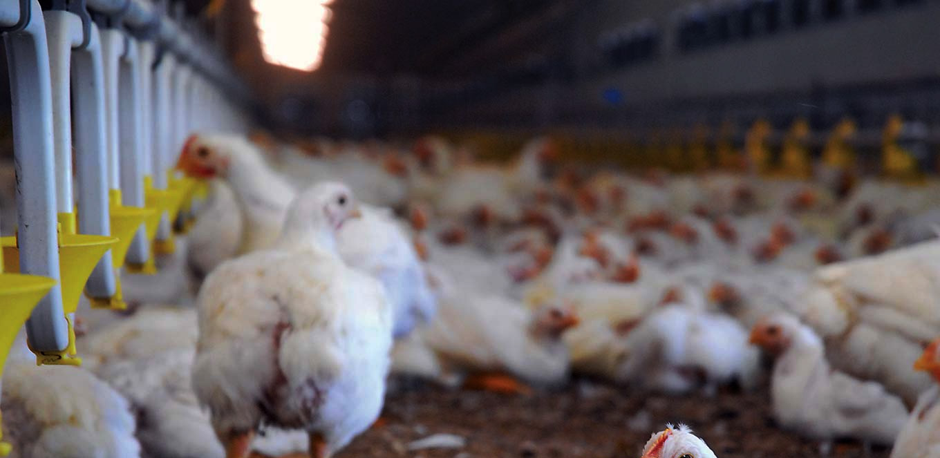 Asuransiku Id Cara Mudah Jalani Bisnis Peternakan