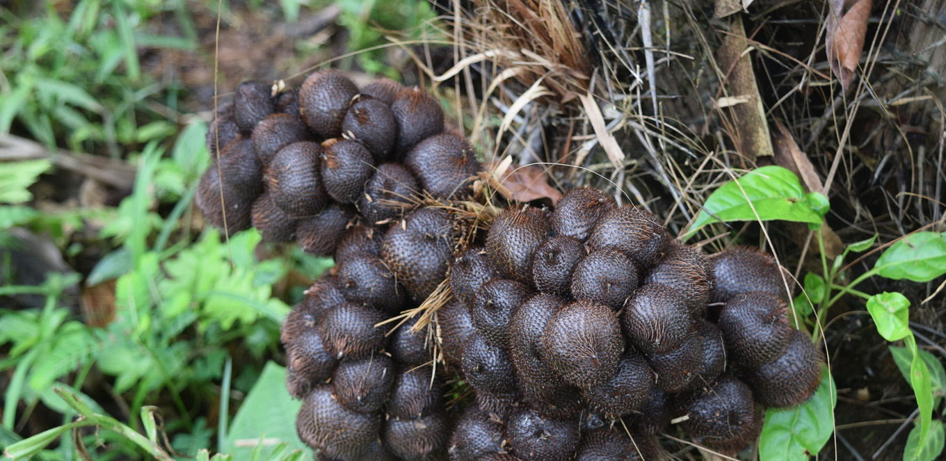 Salak, Buah Bersisik Kaya Manfaat Kesehatan