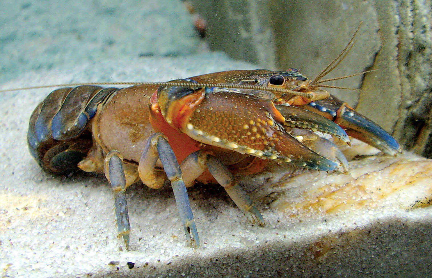 Cara dan Langkah Budidaya Lobster untuk pemula