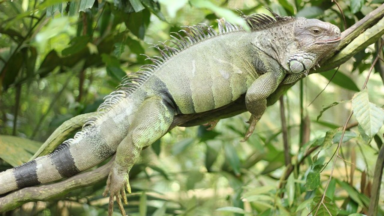Tips Merawat Reptil untuk Pemula
