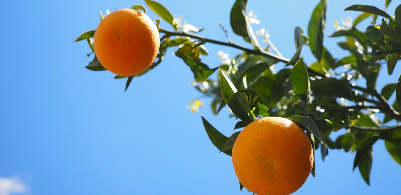 Alasan Di Musim Pancaroba Wajib Banyak Makan Buah Jeruk dan Buah-Buahan Vitamin C