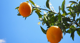 manfaat-buah-jeruk-dan-vitamin-c-di-musim-pancaroba