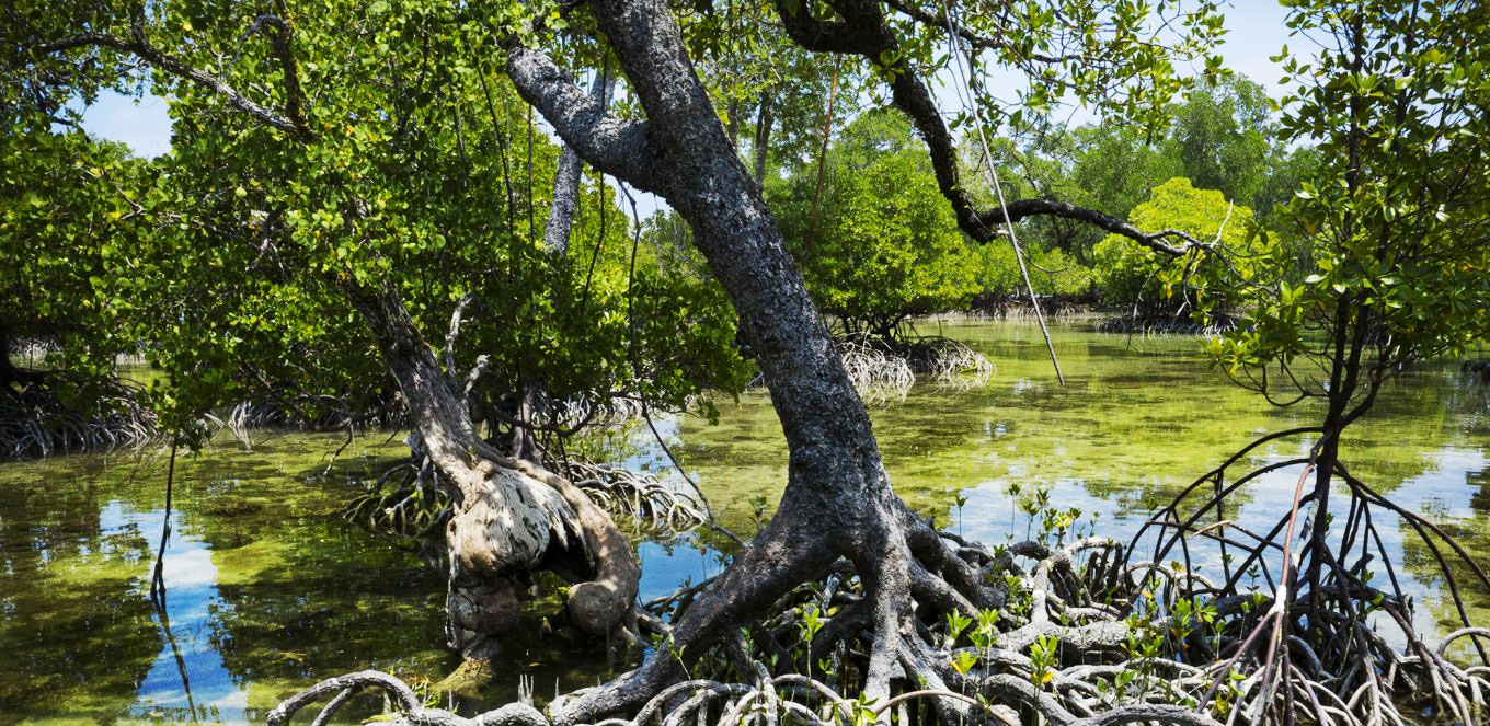 Hutan Mangrove, Tempat Rekreasi Alternatif Yang Asri