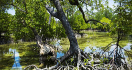 hutan-mangrove,-tempat-rekreasi-alternatif-yang-asri