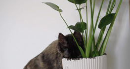 cara-efektif-mengatasi-pot-tanaman-yang-dijahili-kucing