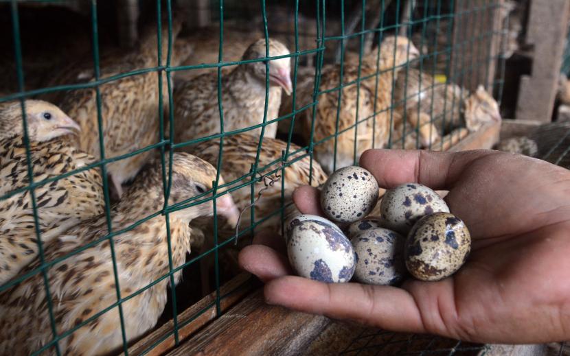 cara-berternak-burung-puyuh-agar-mencapai-hasil-panen-yang-menjanjikan