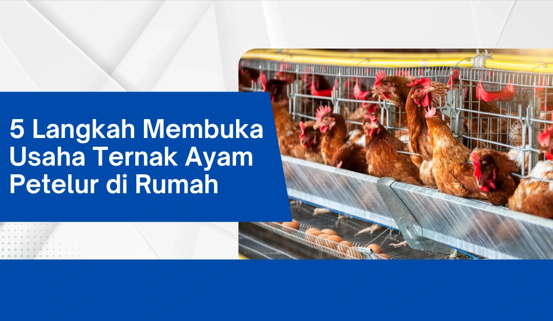 5-langkah-membuka-usaha-ternak-ayam-petelur-di-rumah