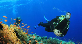menyelam,-olahraga-dan-wisata-bawah-laut