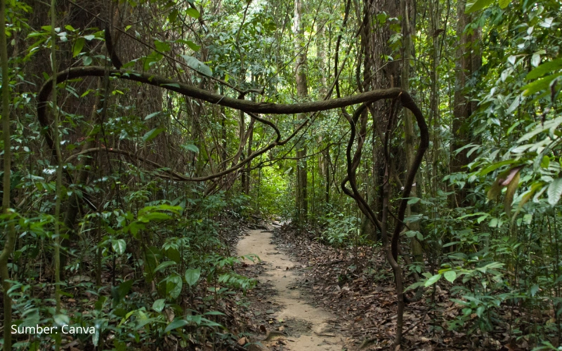 Bukit Timah Hill Gunung di Singapura