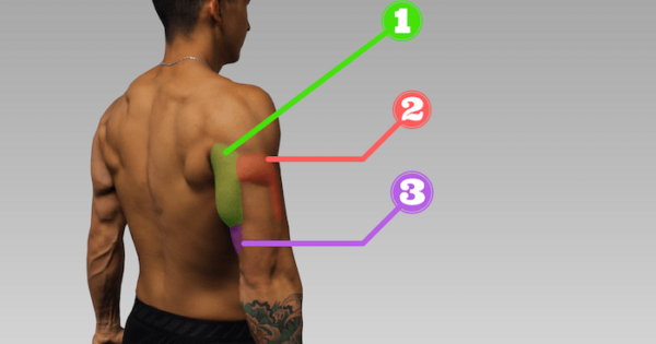 Triceps