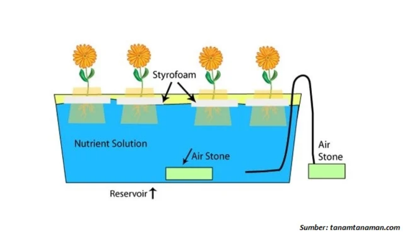  Water Culture